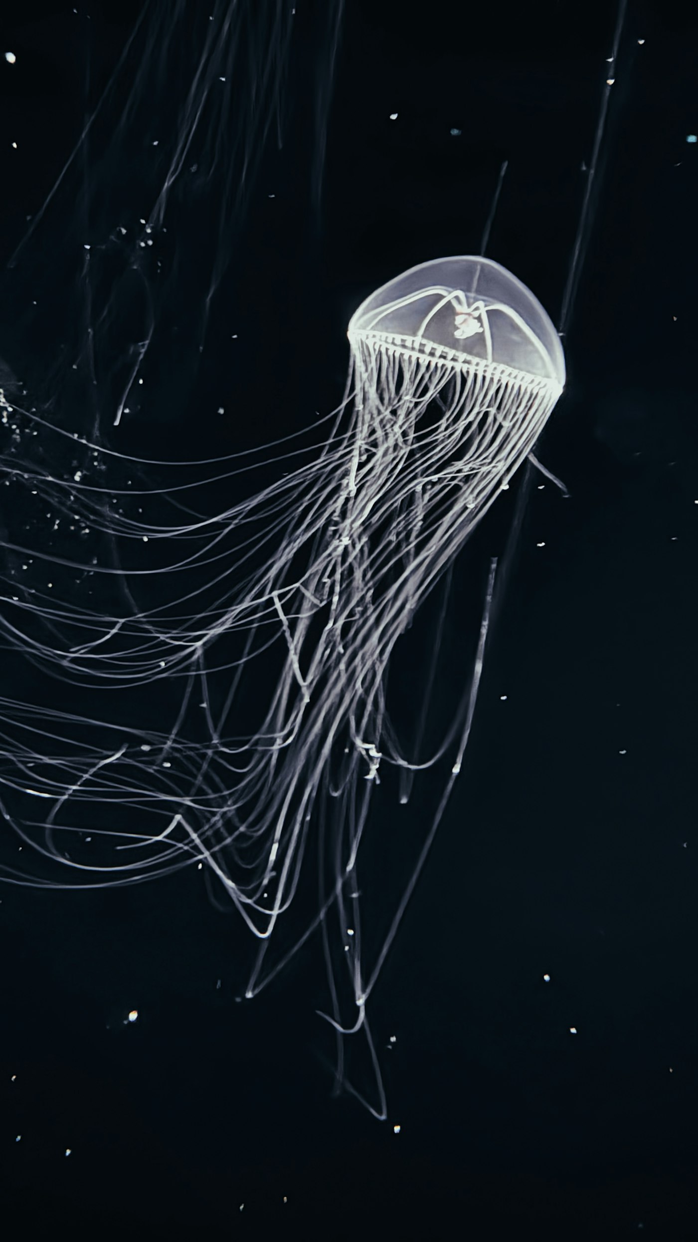 A translucent jellyfish trailing long tendrils in black water