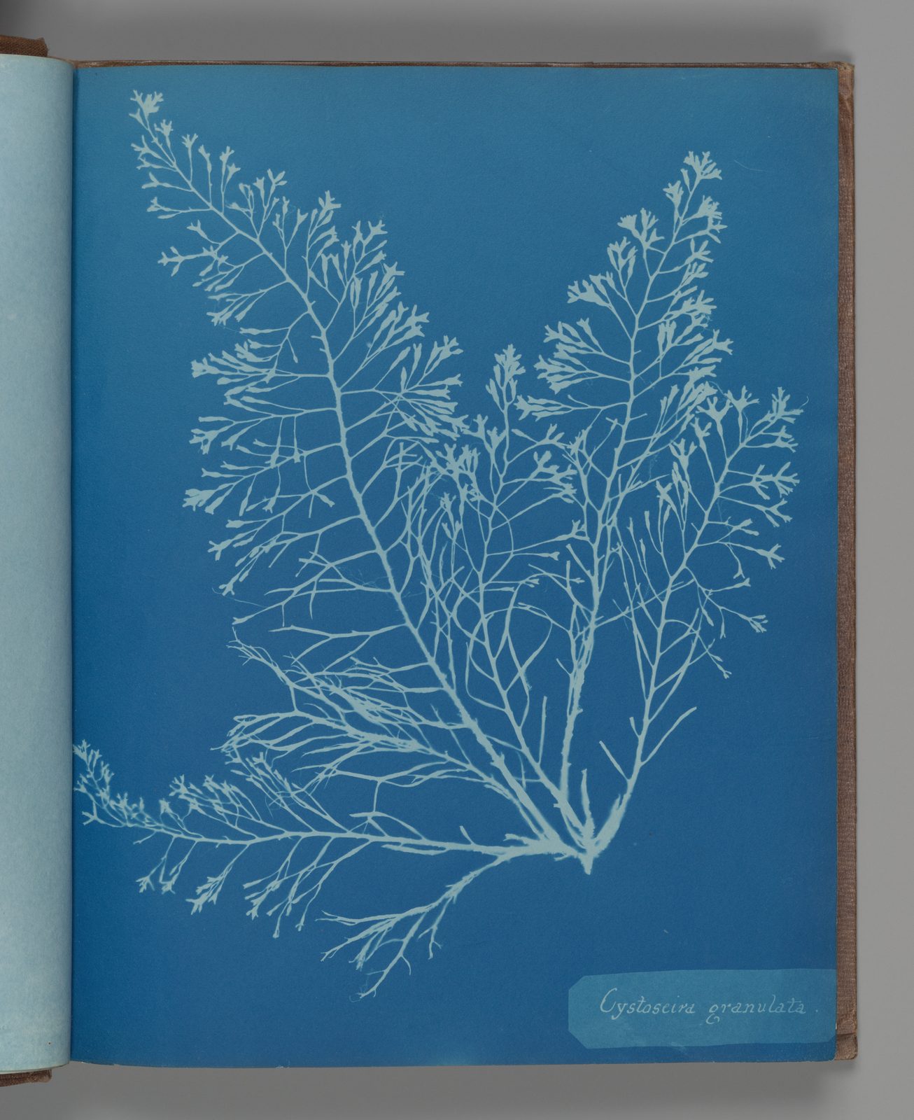 Cyanotype of Cystoseira granulata seaweed