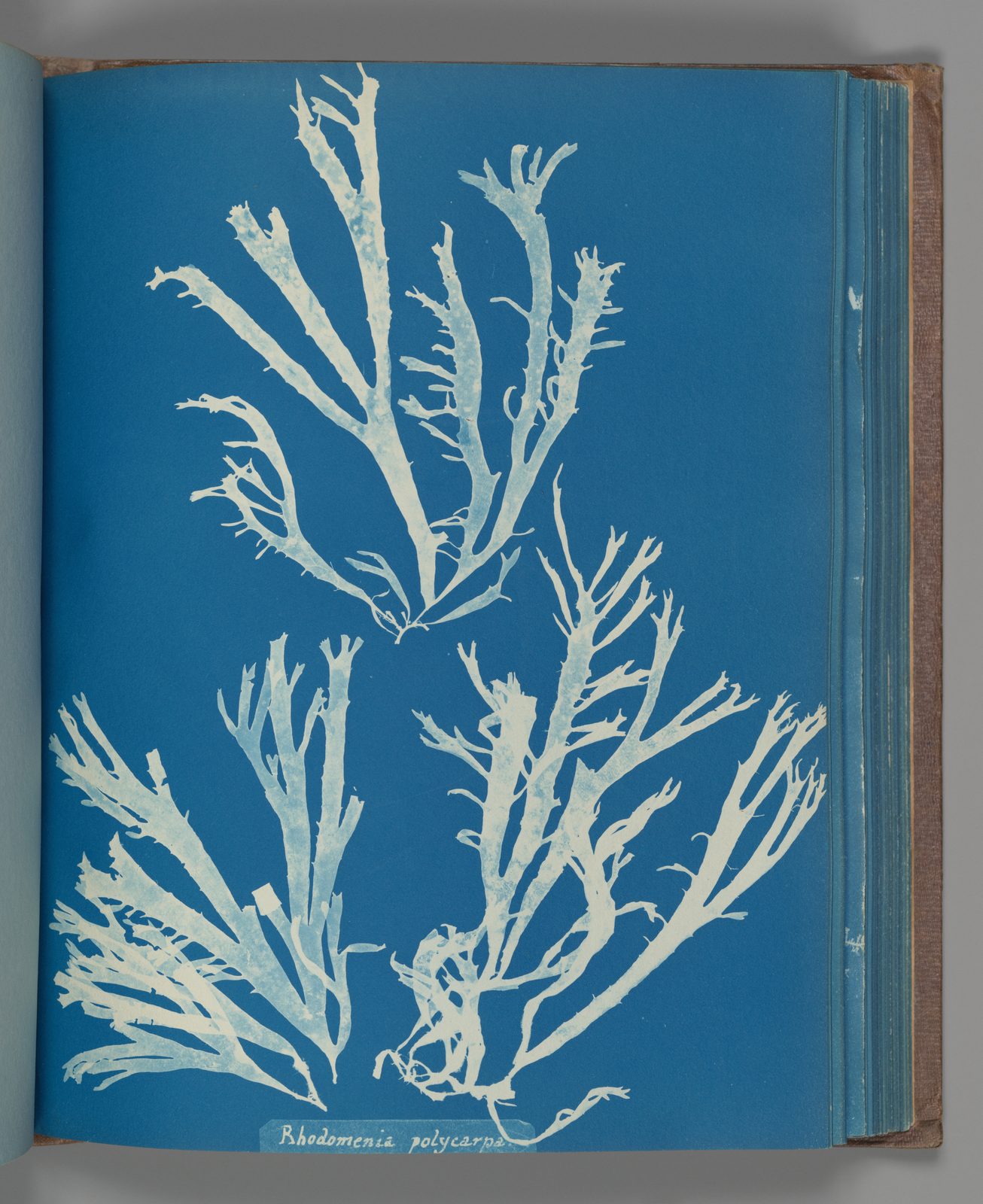 Cyanotype of Rhodomenia polycarpa, coral-like fronds
