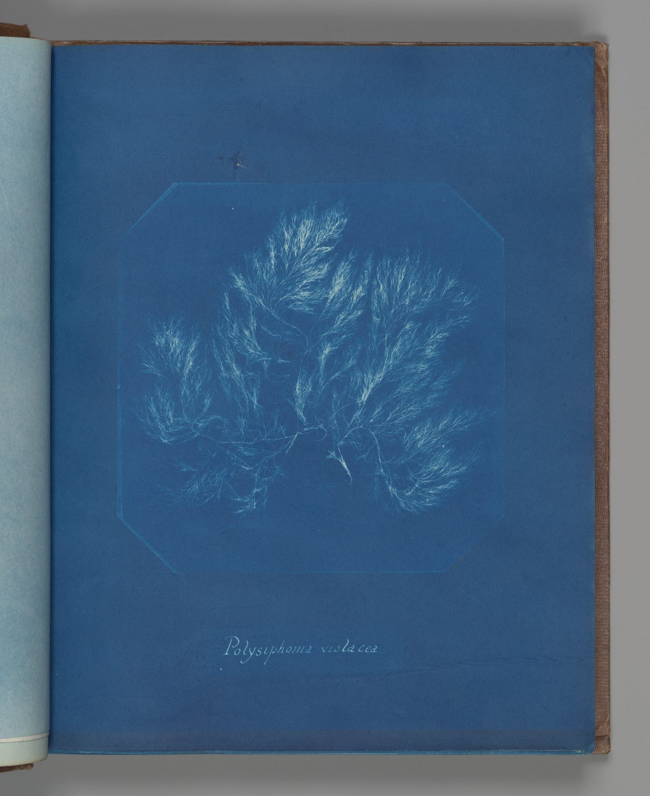 Cyanotype of Polysiphonia violacea, dark wispy filaments