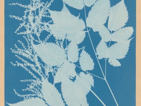 SUNPRINT botanical blueprint atlas website preview